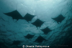 Manta rays, passing in surface in the Sulwaesi Sea near S... by Oksana Maksymova 